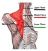 How To Make Your Back Exercises More Effective?
