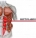 Ab Exercise Myths