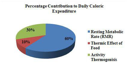 Exercise Expenditure Chart