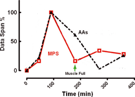 protein synthesis graph when you eat protein every 3 hours