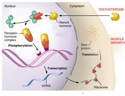 How can i increase my testosterone levels