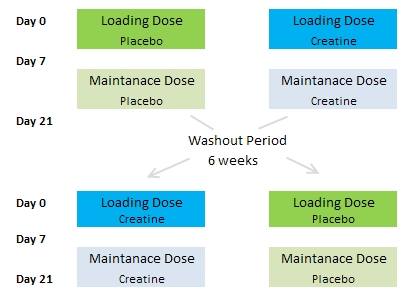 creatine DHT study design