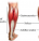 How to Build and Stretch your Calf Muscle?