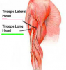 The Best Triceps Exercise