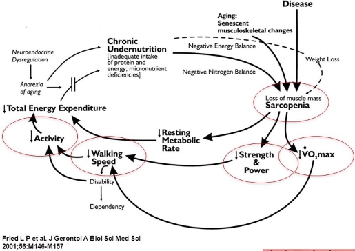 frailty sarcopenia