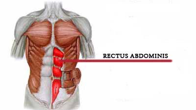 rectus abdominus six-pack
