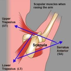 major scapular for muscles used in raising the arm 