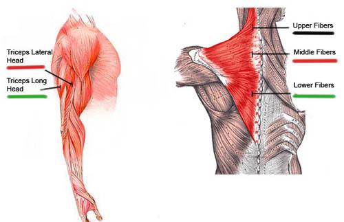 Triceps Muscle architecture