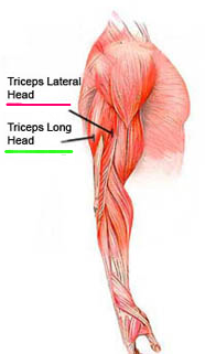 triceps muscle showing long head & short head