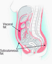 abdominal visceral fat
