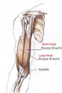 biceps brachii long head & short head